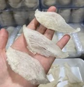 花胶配什么炖汤好(花胶煲什么汤好喝？)