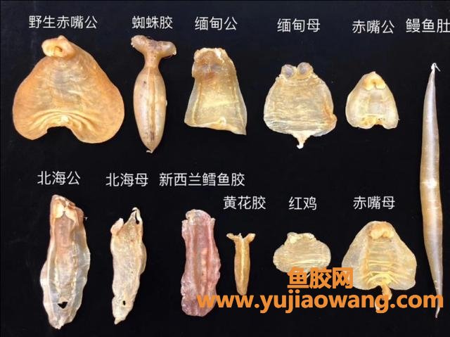 花胶好吃么(什么是花胶,花胶的做法?) 花胶好吃么(什么是花胶,花胶的做法?)