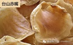 鱼胶炖什么好吃(牛奶炖花胶的正宗做法是什么？牛奶炖花胶怎样