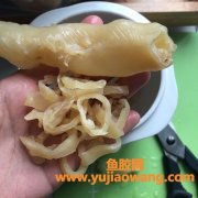 鱼胶和花胶的区别图片(鳕鱼胶和花胶的区别)