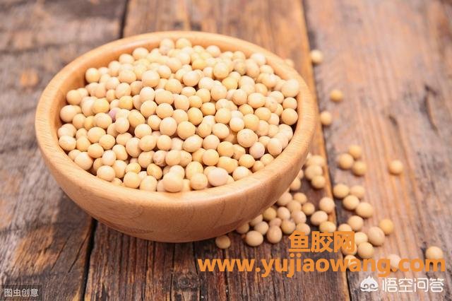 花胶可以和黄豆煲汤吗(牛蹄筋可以同黄豆、家禽类一起煲汤吗？)