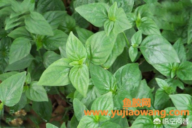 花胶可以和黄豆煲汤吗(牛蹄筋可以同黄豆、家禽类一起煲汤吗？)