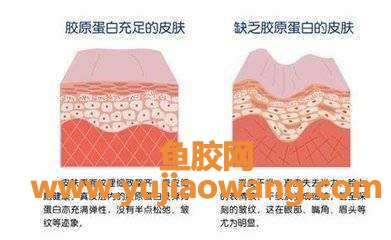补胶原蛋白养颜抗衰老(补胶原蛋白养颜抗衰老食物)