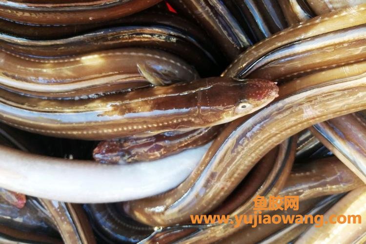 海鳗价格多少钱一斤(鳗鱼多少钱一斤)