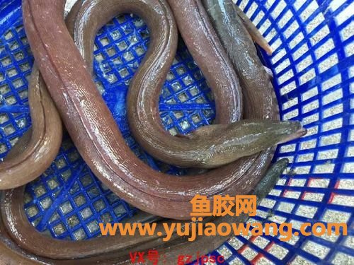 土龙和鳗鱼的区别(土龙和鳗鱼的图片区别)