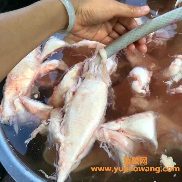 (鱼胶炖了变苦能吃吗)鱼胶也可以这么吃。