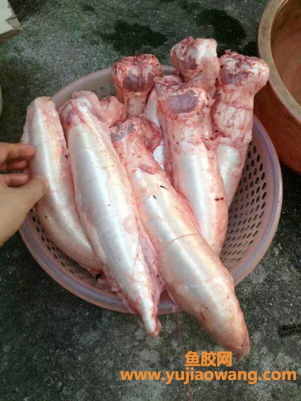(鱼胶炖了变苦能吃吗)鱼胶也可以这么吃。