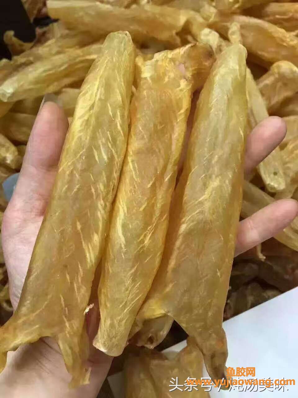 (痛经可以吃羊肚菌炖鱼胶吗)黄花胶羊肚菌炖汤--养颜佳品 (痛经可以吃羊肚菌炖鱼胶吗)黄花胶羊肚菌炖汤--养颜佳品