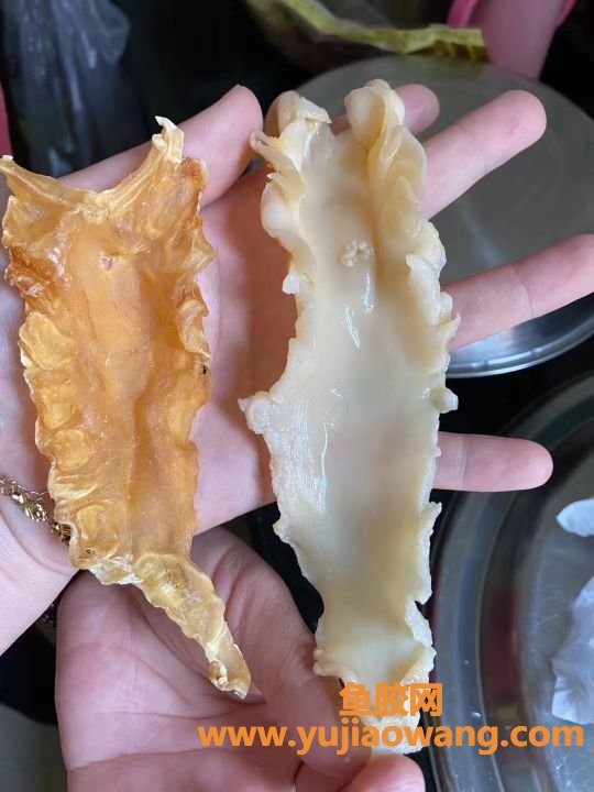 (椰子汁炖鱼胶的功效与作用)海南椰子肉煲出的鱼胶汤，味道真是绝了