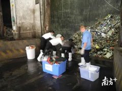 孕妇能不能吃花胶(孕妈妈能不能吃鱼胶？)