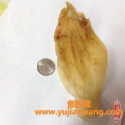 胶原蛋白多的海鱼有哪些(海鱼胶原蛋白肽)