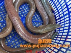 土龙和鳗鱼的区别(土龙和鳗鱼的图片区别)