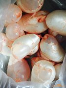 (鱼胶烧咸的怎么做好吃)新鲜的鱼胶、花胶叫鱼泡-红烧鱼泡-简单