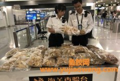 (鱼胶可以带上飞机吗)成都海关截获30千克鱼翅花胶禁止携带进境