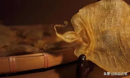 (鱼胶需要怎么存放)鱼胶花胶的保存及涨发方法,实用好收藏 (鱼胶需要怎么存放)鱼胶花胶的保存及涨发方法,实用好收藏