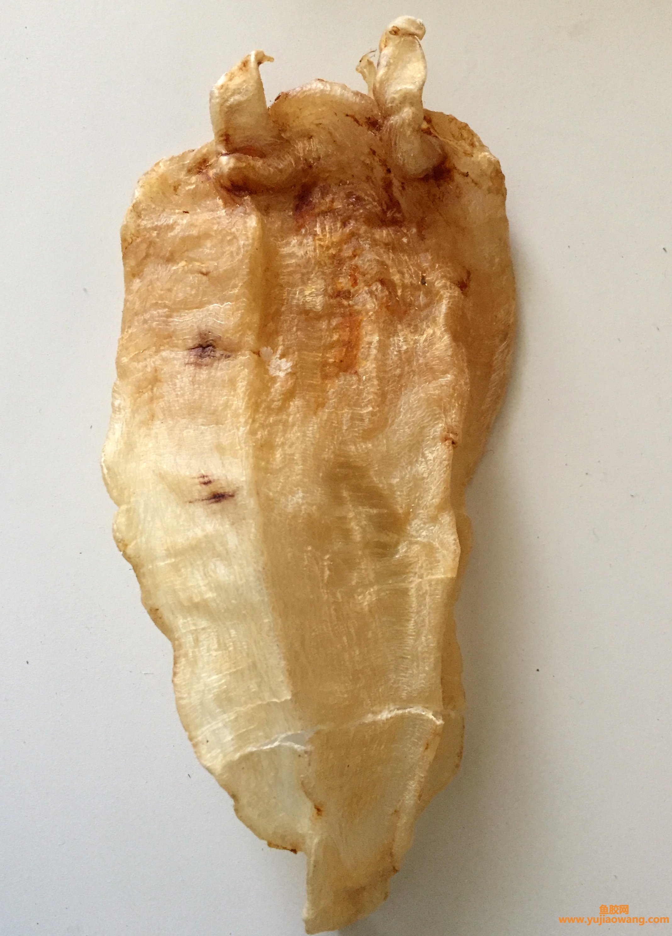 (鱼胶煲候头菇瘦肉的功效)跟这6种菌类搭配,花胶的6大功效效果翻倍 (鱼胶煲候头菇瘦肉的功效)跟这6种菌类搭配,花胶的6大功效效果翻倍