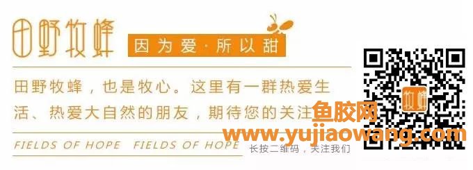 (癌症能不能吃鱼胶)癌症吃蜂胶多久才见效_化疗病人能吃蜂胶吗_ (癌症能不能吃鱼胶)癌症吃蜂胶多久才见效_化疗病人能吃蜂胶吗_