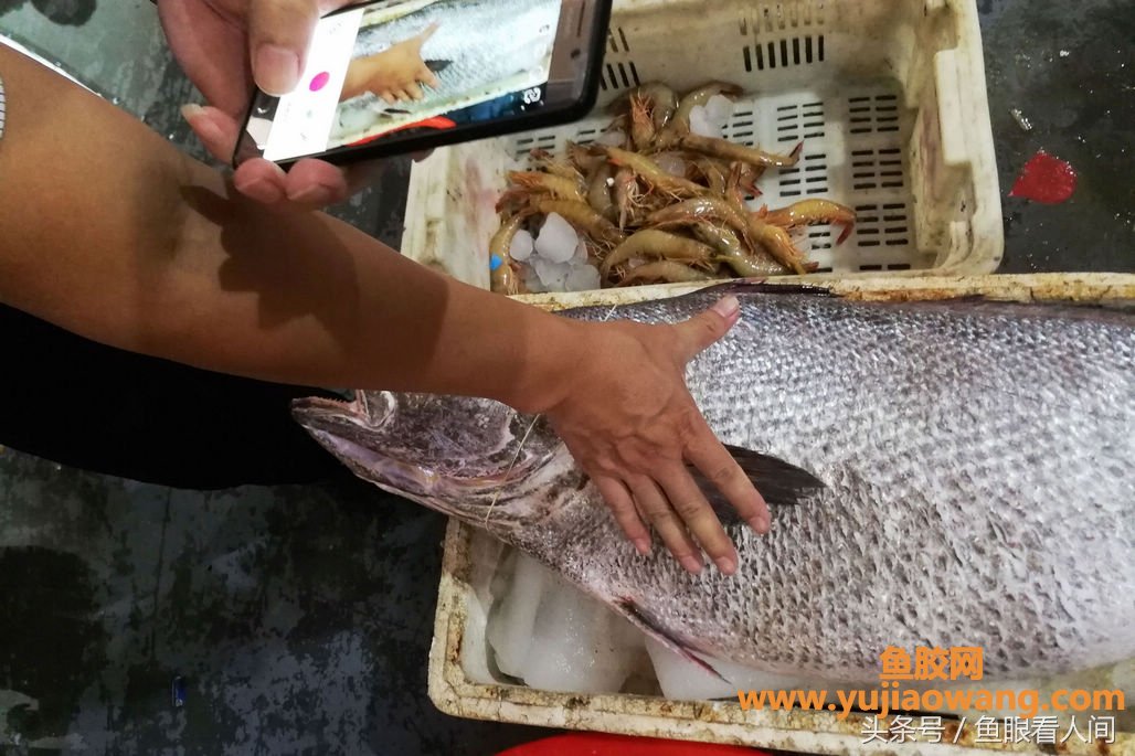 (吃鳘鱼鱼胶有什么好处)大鳘鱼要价300块钱一斤一条超万元渔民说贵的不 (吃鳘鱼鱼胶有什么好处)大鳘鱼要价300块钱一斤一条超万元渔民说贵的不