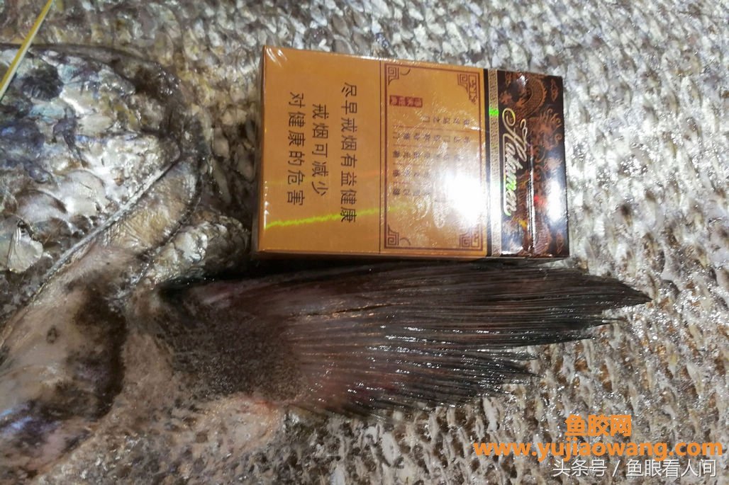 (吃鳘鱼鱼胶有什么好处)大鳘鱼要价300块钱一斤一条超万元渔民说贵的不 (吃鳘鱼鱼胶有什么好处)大鳘鱼要价300块钱一斤一条超万元渔民说贵的不