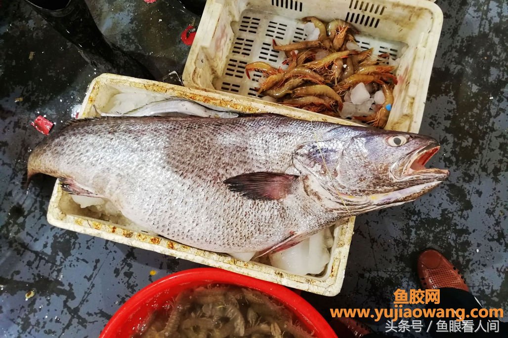 (吃鳘鱼鱼胶有什么好处)大鳘鱼要价300块钱一斤一条超万元渔民说贵的不 (吃鳘鱼鱼胶有什么好处)大鳘鱼要价300块钱一斤一条超万元渔民说贵的不
