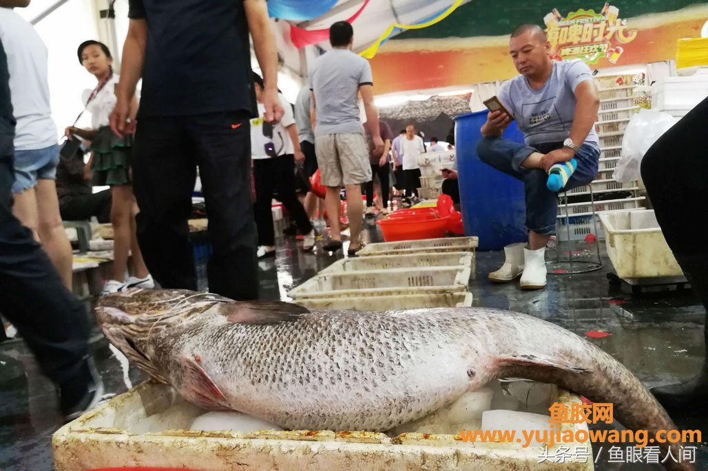 (吃鳘鱼鱼胶有什么好处)大鳘鱼要价300块钱一斤一条超万元渔民说贵的不 (吃鳘鱼鱼胶有什么好处)大鳘鱼要价300块钱一斤一条超万元渔民说贵的不