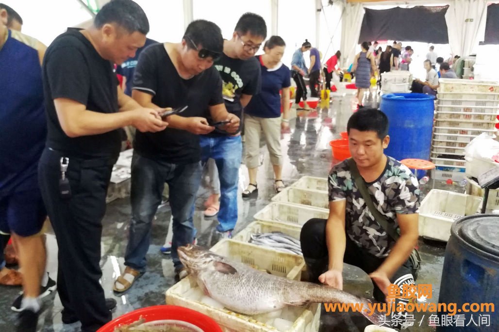(吃鳘鱼鱼胶有什么好处)大鳘鱼要价300块钱一斤一条超万元渔民说贵的不 (吃鳘鱼鱼胶有什么好处)大鳘鱼要价300块钱一斤一条超万元渔民说贵的不