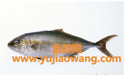 (为什么要选深海鱼胶原蛋白)胶原蛋白怎么挑