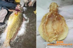 (鱼胶和花胶有什么不一样)几百块钱的鱼胶花胶和几万块一斤的