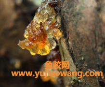 (鱼胶和桃胶来月经可不可以吃)桃胶皂角米炖银耳月经来能吃吗
