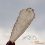 (鱼胶 桃胶 知乎)鱼胶中的名贵品种_印尼野生白花胶究竟是什么