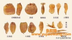 (百利鱼胶片怎么泡)鱼胶的泡发你做得对吗这样做发出来的鱼胶