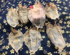 (日本哪里有鱼胶卖)大口胶的来由