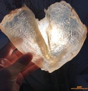 (怎么辨别鱼胶肉质厚)如何挑选鱼胶