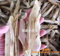 (小金龙鱼鱼胶的功效)市面上商家宣传的金龙鱼胶到底是什么鬼