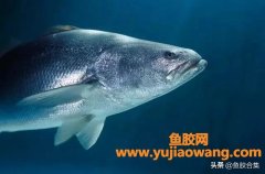 (大须金钱鳘鱼胶产地)「鱼胶合集」大须金钱鳘鱼胶的鱼种麦氏