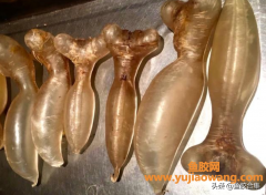 (咳嗽吃那个种鱼胶好)「鱼胶合集」别以为蜘蛛胶只有止咳奇效