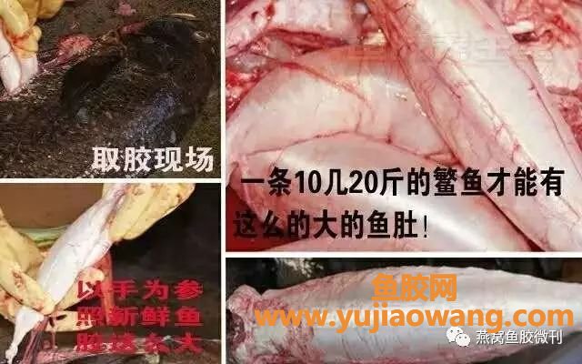 (鱼鳔鱼胶有区别吗)鱼鰾晒干了就是鱼胶吗_