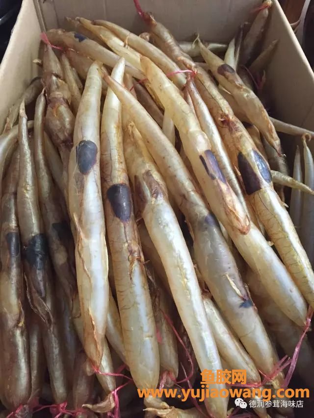(鱼鳔鱼胶有区别吗)鱼胶_鱼鳔_傻傻分不清楚