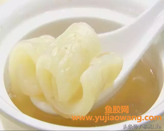 (鱼胶哮喘可以吃吗)鱼胶怎么烹制才美味_你知道吗_