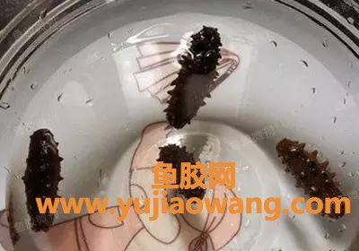 (鱼胶和海参的功效)鱼胶(花胶)炖海参，简简单单也能达到滋补养颜大作