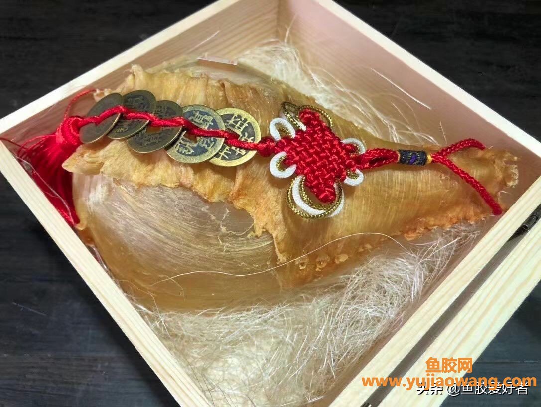 (鱼胶一般吃哪种鱼)吃不起白花胶赤嘴胶_那又不想吃低端的胶，那就看