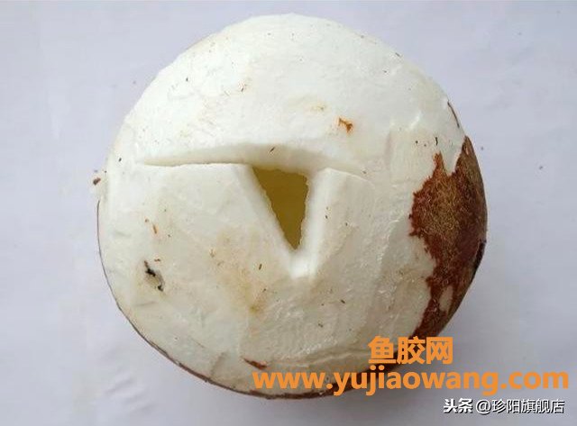 (椰子汁炖鱼胶的功效与作用)冬天滋补靓汤-花胶鲍鱼椰子汤