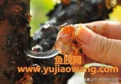(鱼胶和桃胶来月经可不可以吃)桃树上的桃胶号称“树上燕窝”