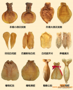(鱼胶什么鱼比较好)鱼胶为何分三级_三级分别是哪些_详细的鱼胶