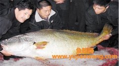 (金钱鮸鱼胶100克价格)它是世界上最昂贵的鱼胶，它是什么鱼胶