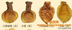 (泰国佐罗鱼胶图片)鱼胶“业内术语”小知识，看懂后不再怕被