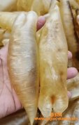 (新西兰鳕鱼胶的鱼)最新最细的鱼胶大全(三)