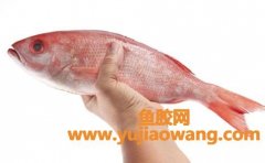 (怀孕有没有吃鱼胶)孕妇可以吃鱼胶吗怎么吃鱼胶效果好