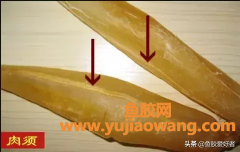 (小金龙鱼鱼胶的功效)“国鱼”金龙鱼胶，品质味道