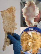 (产后吃鳕鱼胶可以吗)冰岛鳕鱼胶的泡发方法